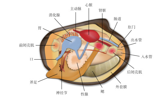 河蚌结构示意图图片